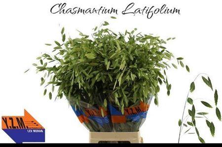 <h4>Chasmanth Latifolium 80 Cm</h4>