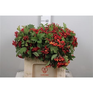 Vibur Op Compactum