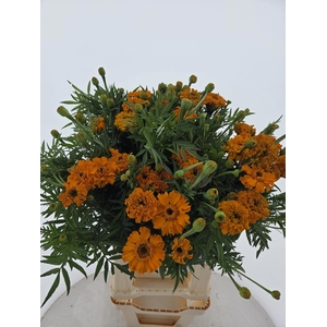 TAG E PROMISE ORANGE