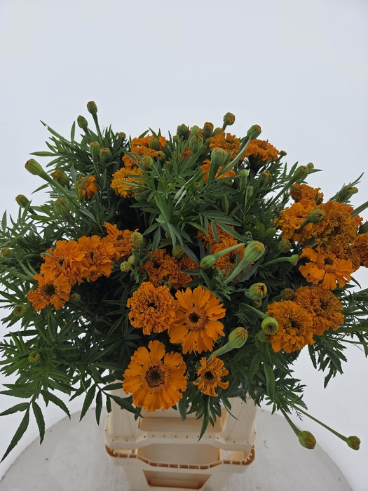<h4>TAG E PROMISE ORANGE</h4>