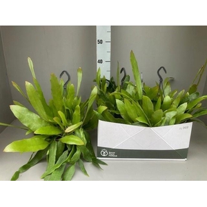 EPIPHYLLUM OV