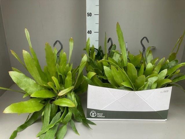 <h4>EPIPHYLLUM OV</h4>