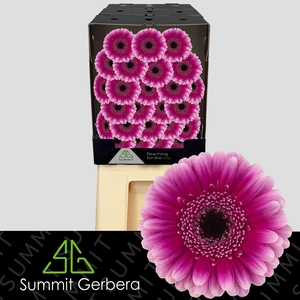 Germini Design Diamond