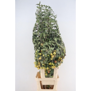 MALUS PEBBLE TAK 160CM