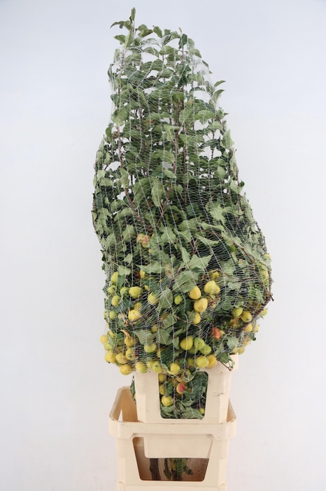 <h4>MALUS PEBBLE TAK 160CM</h4>