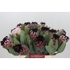 Protea African Didi