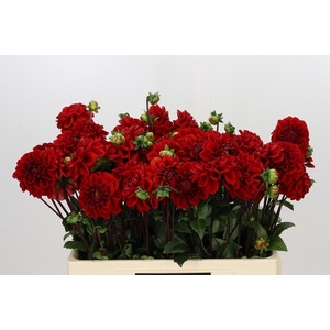 Dahlia Red Velvet