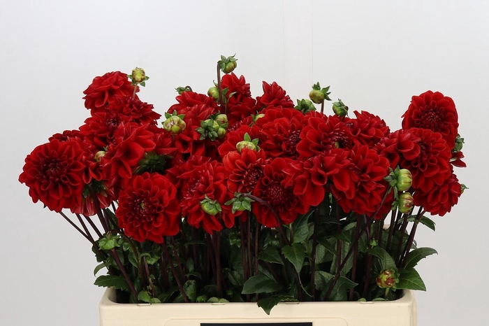 <h4>Dahlia Red Velvet</h4>