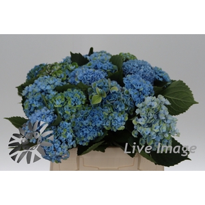 Hydrangea mag revolution classic