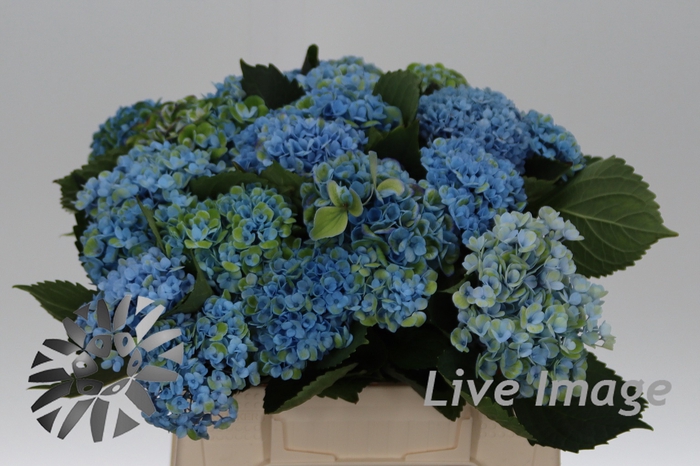Hydrangea mag revolution classic