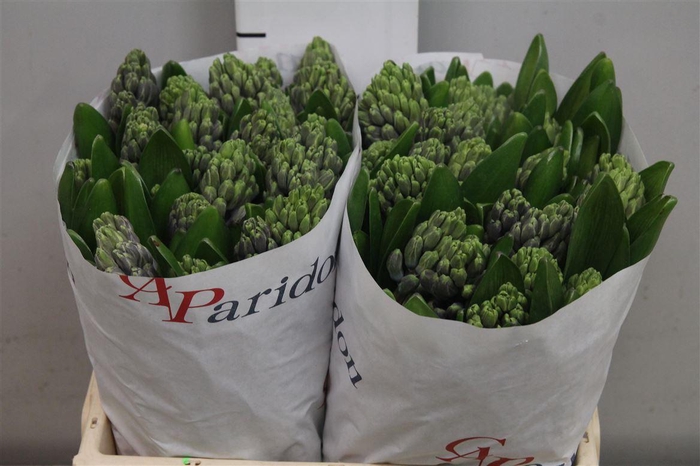 <h4>Hyac Delft Blue</h4>