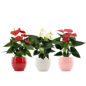 Anthurium 12 cm 3 color mix in Bombay gloss ceramics