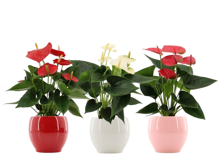 <h4>Anthurium 12 cm 3 color mix in Bombay gloss ceramics</h4>
