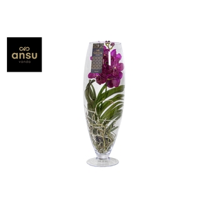 Vanda Cerise Glas Champagne