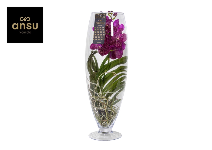 <h4>Vanda Cerise Glas Champagne</h4>