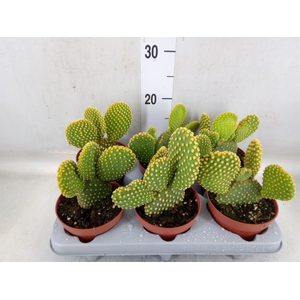 Opuntia microdasys var. pallida