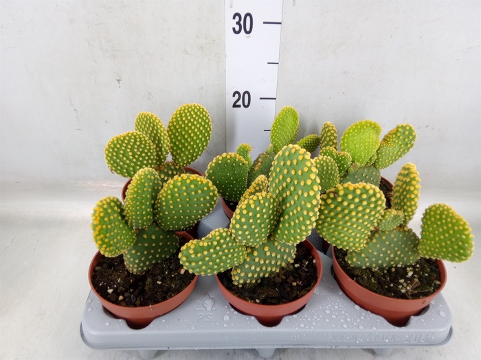 <h4>Opuntia microdasys var. pallida</h4>