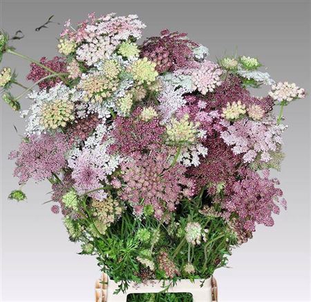 <h4>Daucus Carota Dara</h4>