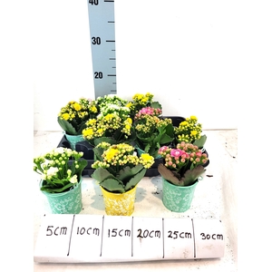 ARR KALANCHOE