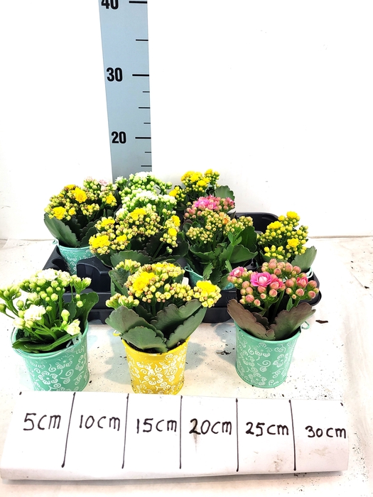 <h4>ARR KALANCHOE</h4>