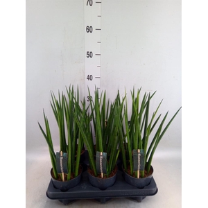 Sansevieria cyl.  ...