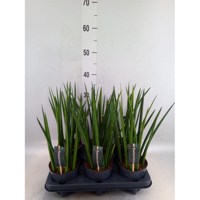 <h4>Sansevieria cyl.  ...</h4>