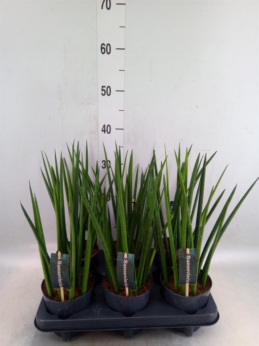 Sansevieria cyl.  ...