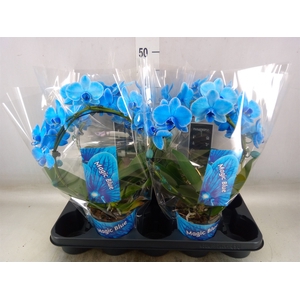 Phalaenopsis   ...