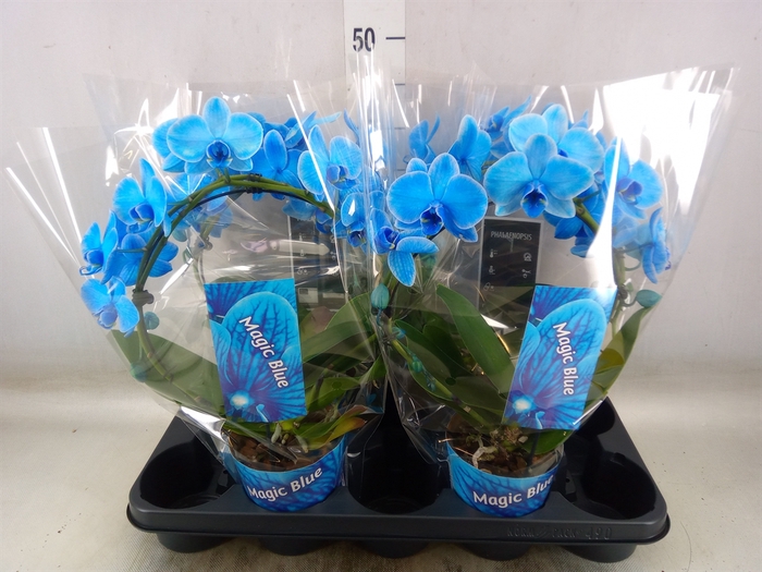 <h4>Phalaenopsis   ...</h4>