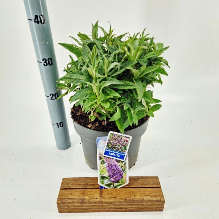 <h4>Buddleja Butterfly Candy Little Lil</h4>