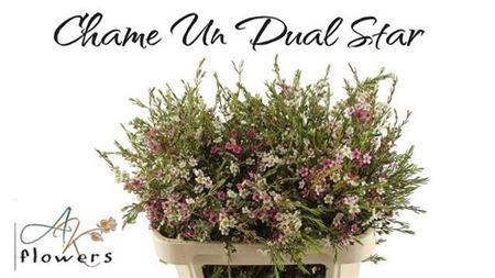 <h4>Chame Un Dual Star</h4>