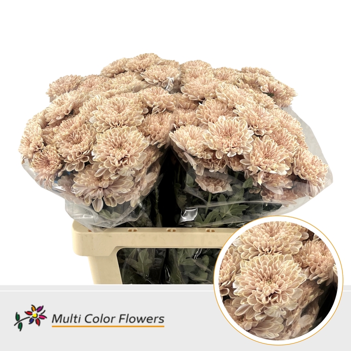 <h4>Chr T Altaj Desert Bloom</h4>