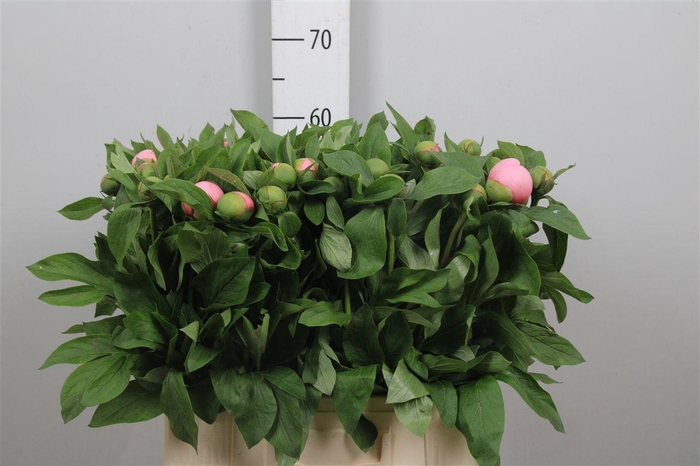 <h4>Paeo Salmon Saucer</h4>