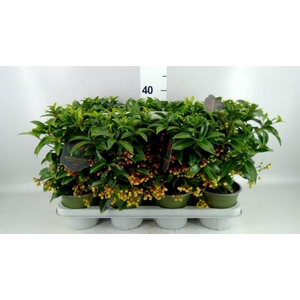 Ardisia cren. 'Bos Prem'
