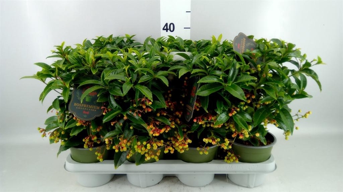 <h4>Ardisia cren. 'Bos Prem'</h4>