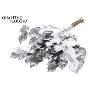 Salal tips dried per bunch Silver