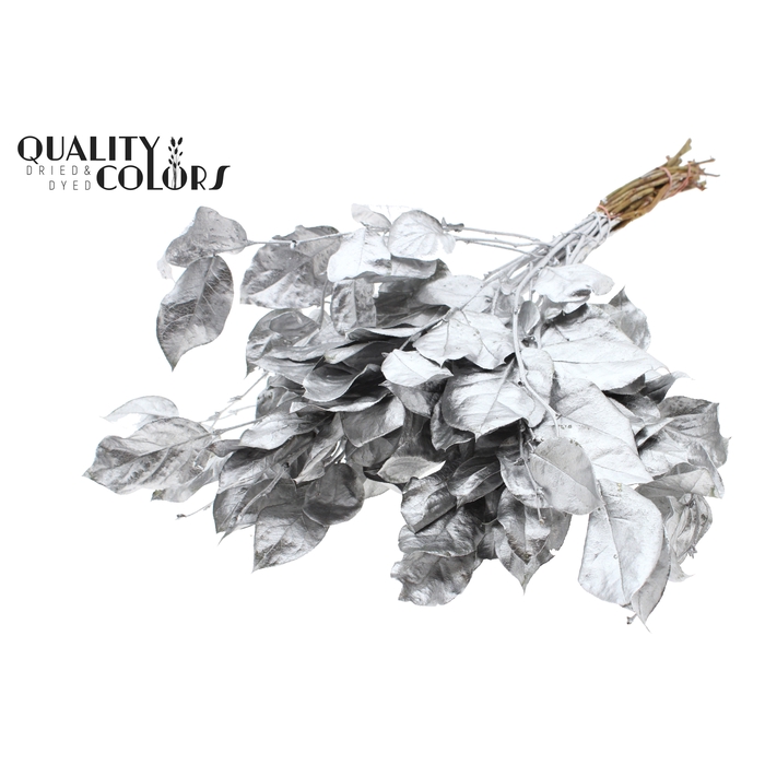 <h4>Salal tips dried per bunch Silver</h4>