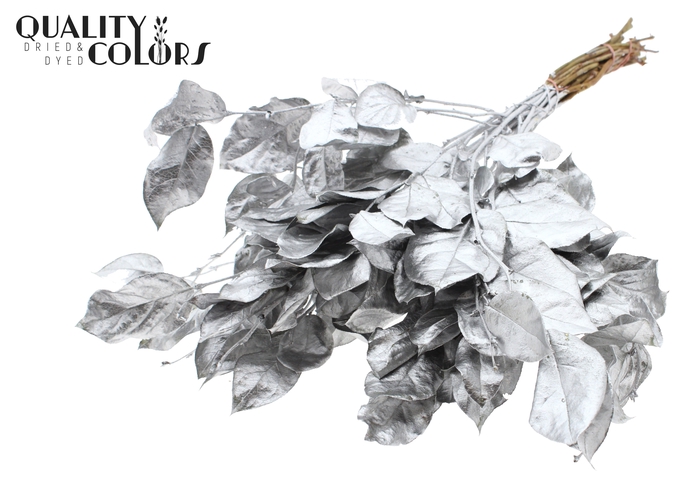 Salal tips dried per bunch Silver