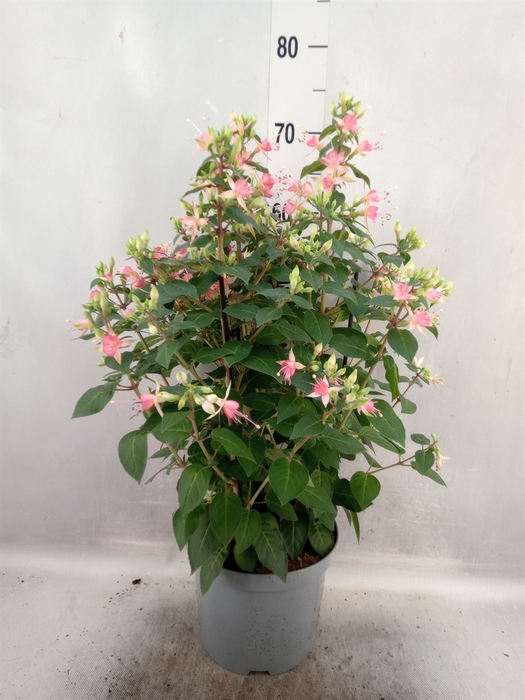 Fuchsia  'Walz Jubelteen'