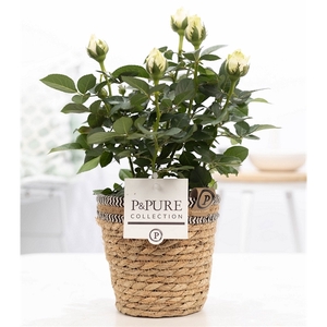 Rosa white in P&PURE Basket 6