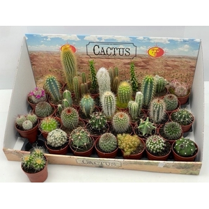 CACTUS GEM
