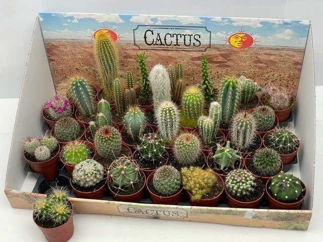 <h4>CACTUS GEM</h4>