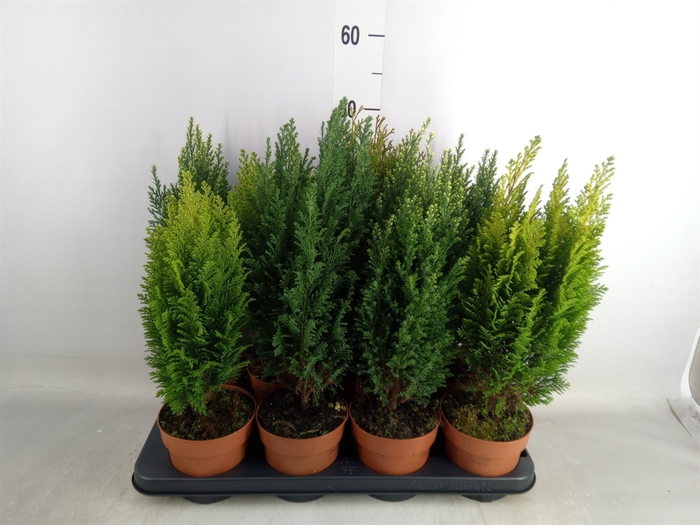 <h4>Conifers   ...mix</h4>