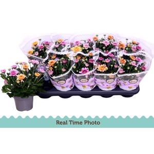 CHRYS MO AUB GEM POT