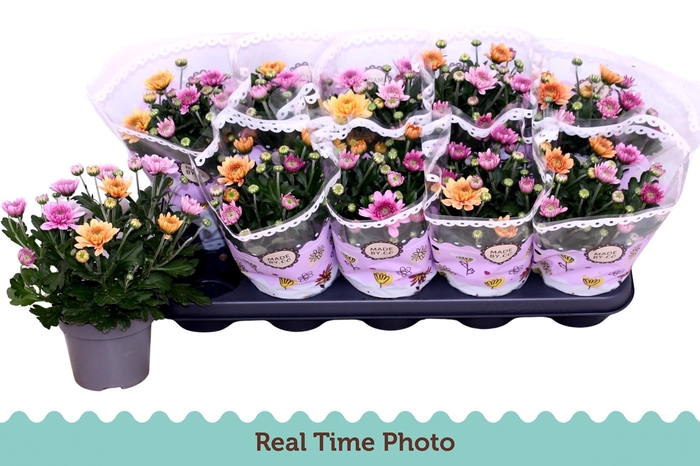 <h4>CHRYS MO AUB GEM POT</h4>