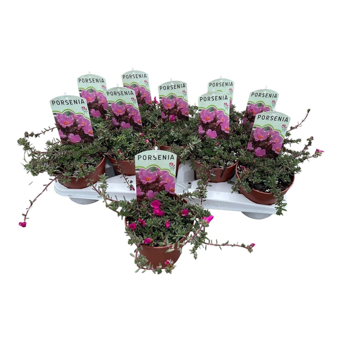 <h4>VASTE PLANTEN OV</h4>
