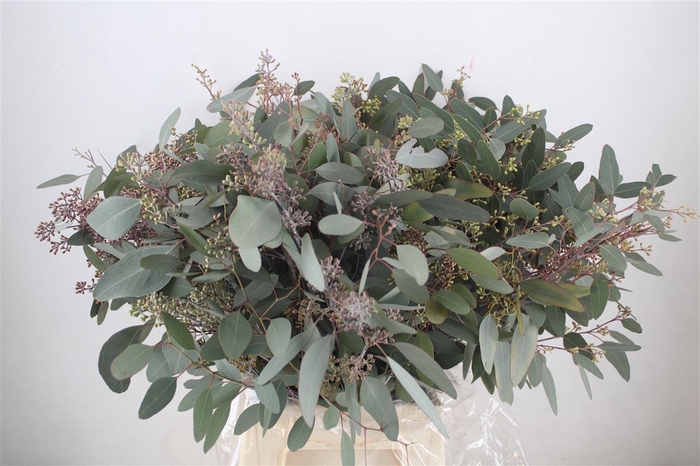 <h4>Euca Populus Berry 300gr P Bunch</h4>