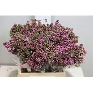 Syr V Dark Koster 2 Kop