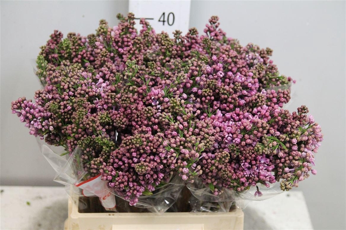 <h4>Syr V Dark Koster 4 Kop</h4>