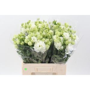 Eus G Alissa Pur Whi